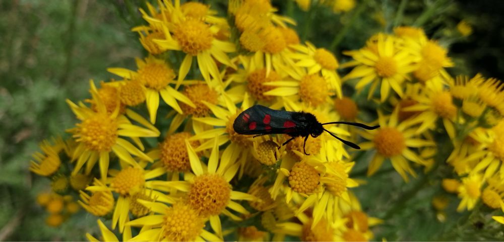 Six-spot burnet(a black moth with 6 red spots on each wing) on ragwort (flower with bright yellow centre and petals)