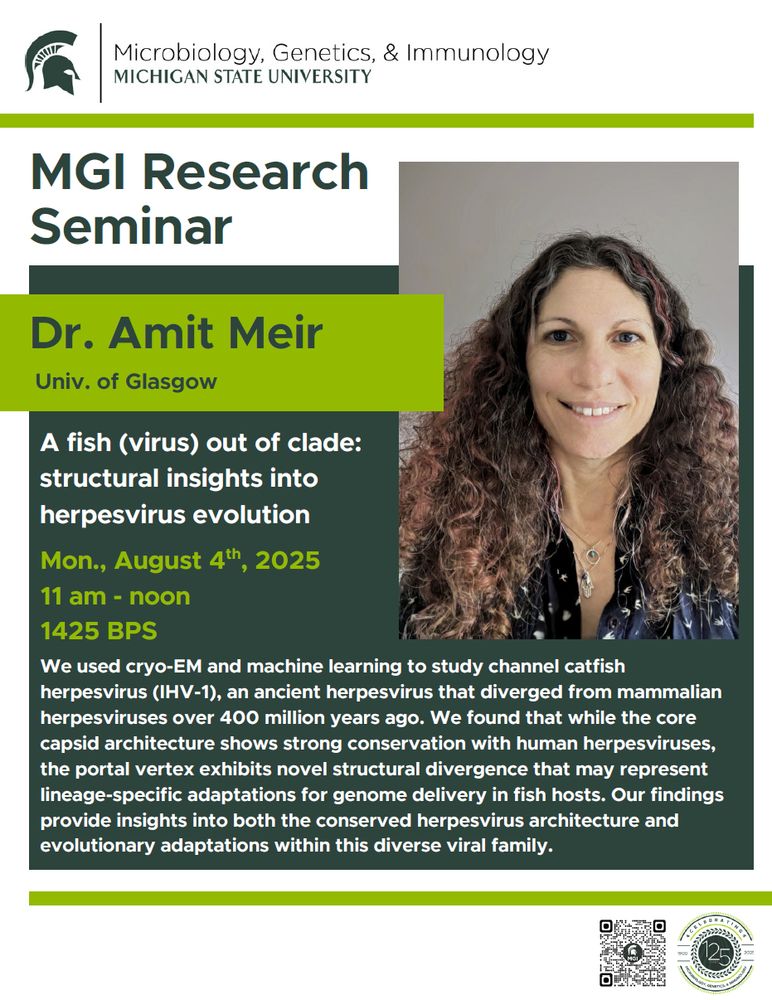 Poster for MGI Research Seminar at Michigan State University featuring Dr. Amit Meir from the University of Glasgow on herpesvirus evolution.
