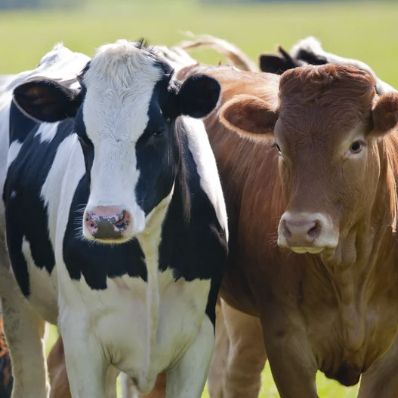 Two cows stand next to each other in a field. One is black and white and the other is brown.

