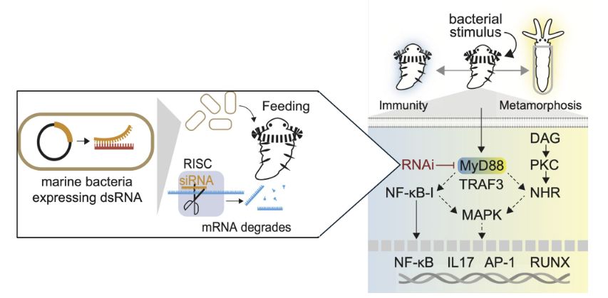 Schematic of RNAi Method and Morphogenic Pathway Presented by Darin et al. Marine bacteria (Left) were engineered to express dsRNA and werethen fed to experimental H. elegans larvae to decrease the expression of MyD88. Further analysis revealed that MyD88 is a part of the signaling cascade neededboth for bacterial MACs to drive morphogenesis and to defend against death upon exposure to P. aeruginosa. The postulated pathway driving morphogenesisis shown, and two of the genes at bottom, IL17 and RUNX, were shown to be downregulated in MyD88- knockdown animals. Image credit: Adapted from ref. 11.
