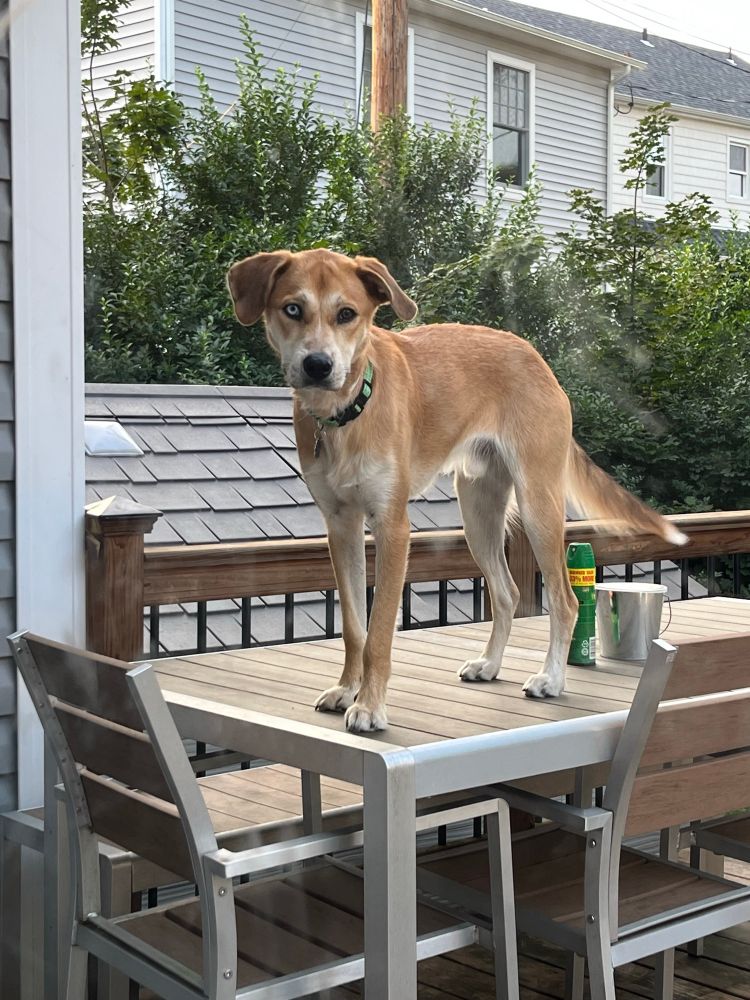 My dog, Bowie, standing tall and regal on some deck furniture. Bowie is 50lbs. Bowie is light brown, lightly tan, with some mixed in like under his belly. The deck furniture I assembled and it's brown and silver. Also on the table is a citronella candle and Off insect spray.  Behind Bowie is a shed, brown. Trees and a gray house in the background.