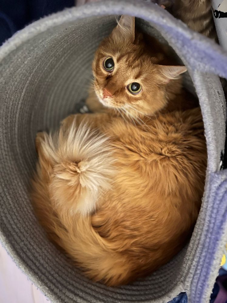 Fluffy orange cat looking up from inside a basket
