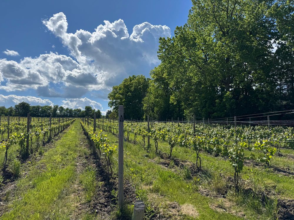 Rows of grapevines in front of a partly-cloudy blue sky and trees.