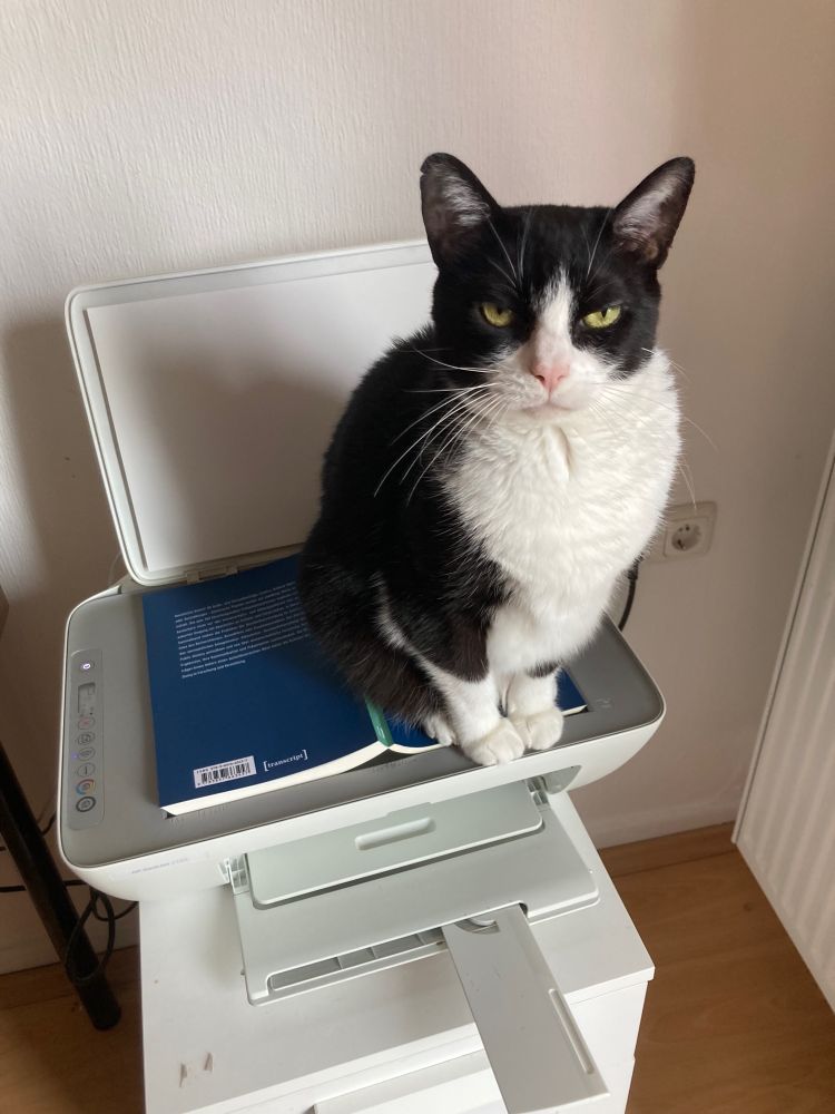 Katze sitzt auf einem Drucker.