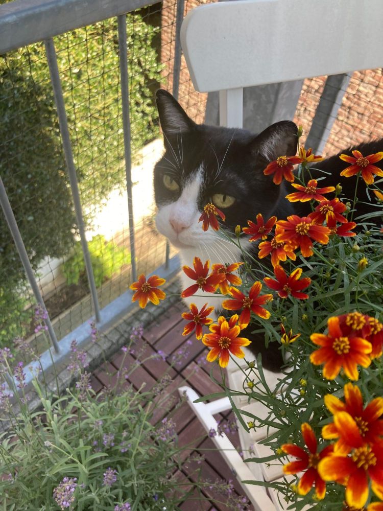 Cat sitting between flowers on a balcony.