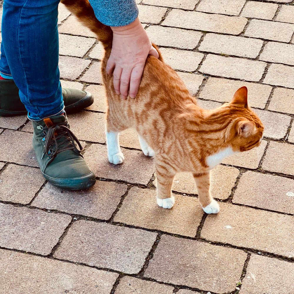 Eine orangefarbene Tabby-Katze wird von einer Person gestreichelt, die blaue Jeans und grüne Stiefel trägt. Der Hintergrund besteht aus Steinpflaster.