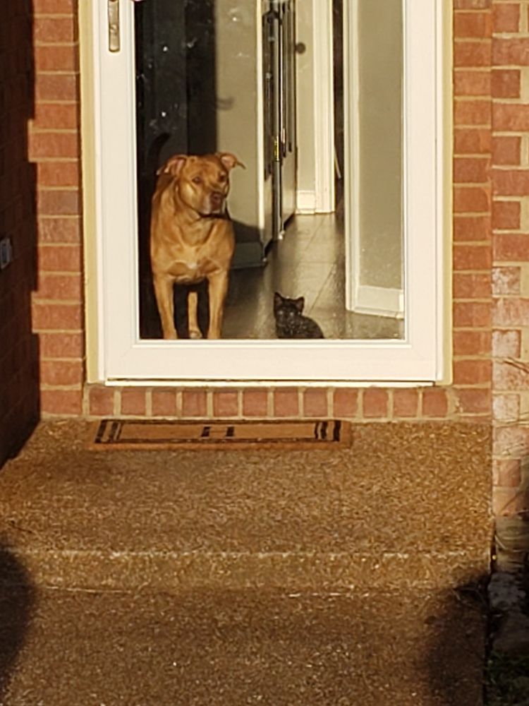 Dog and kitten stand in a glass door