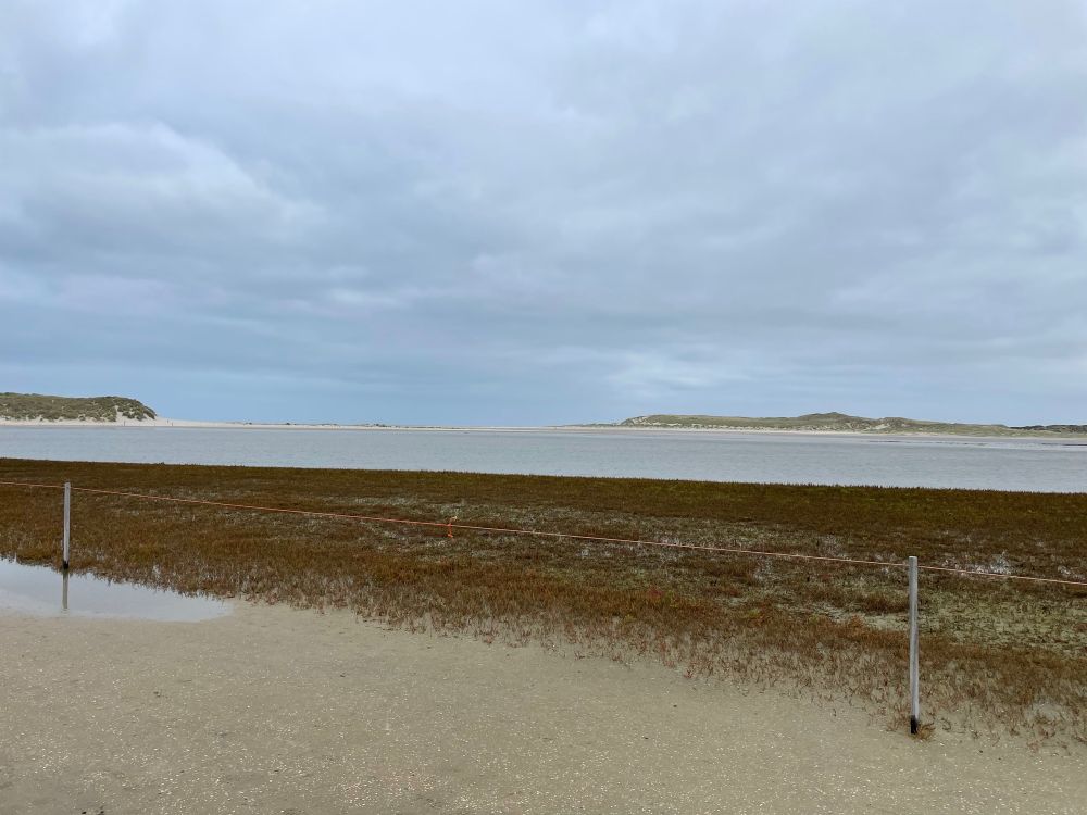 De monding van de Slufter, waar de Noordzee het gebied instroomt. Op de voorgrond een veld van zeekraal. Ver op de achtergrond, aan weerszijden van de monding, liggen duinen.