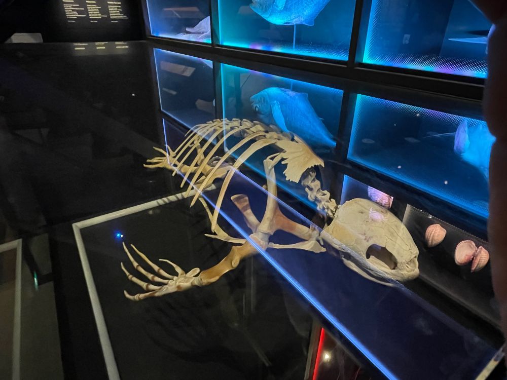 Skelet lederschildpad