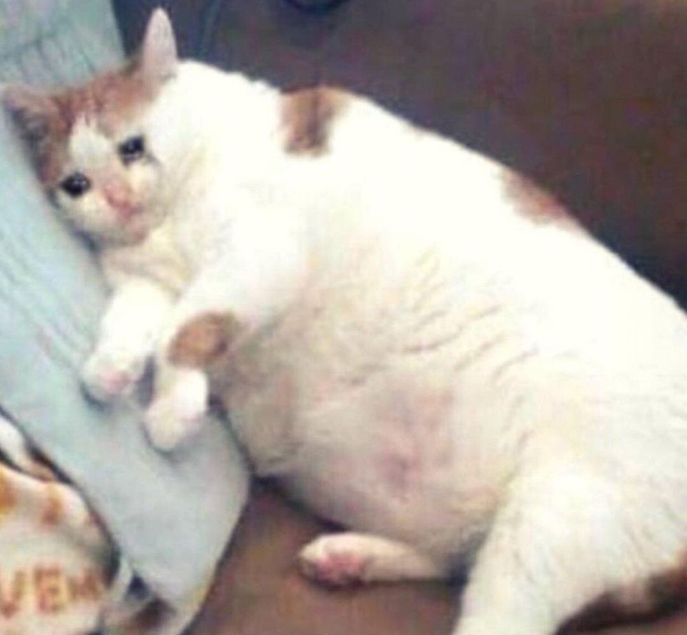 Meme of a fat cat laying on a sofa crying.