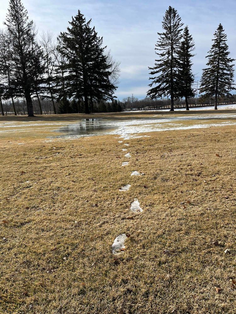 Snowy footprints walking towards the camera in a field of grass 