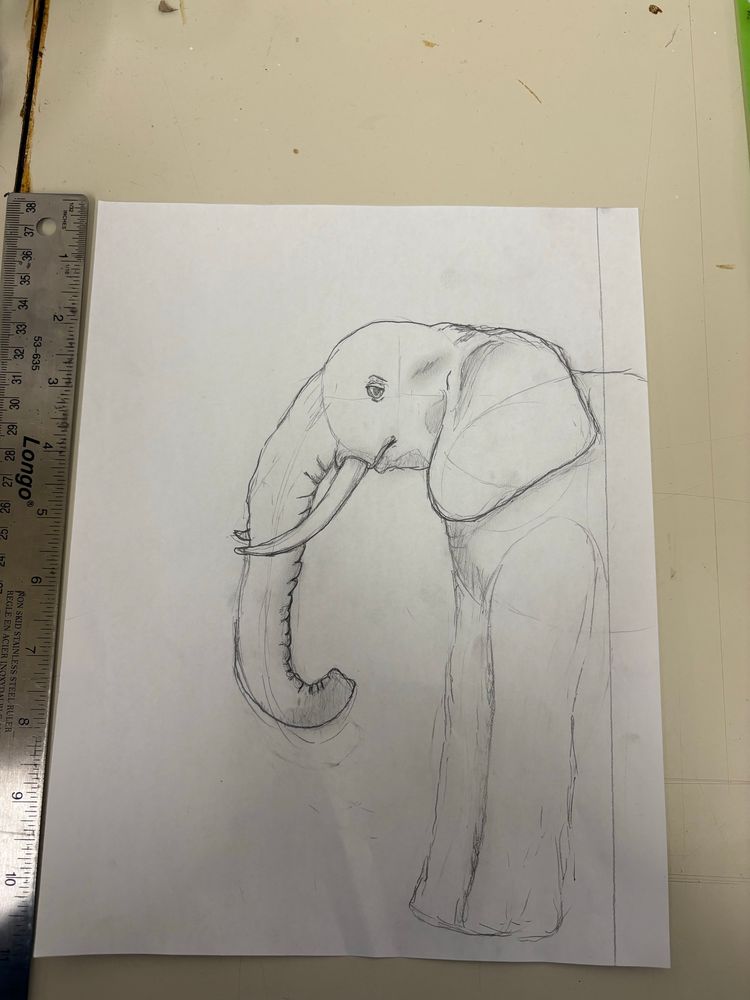 A drawing of an African elephant, side view looking to the left. Next to it, is a silver ruler.