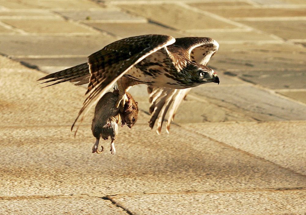 ‘It’s really scary’: How rat poisons are wreaking havoc on raptors and other wildlife