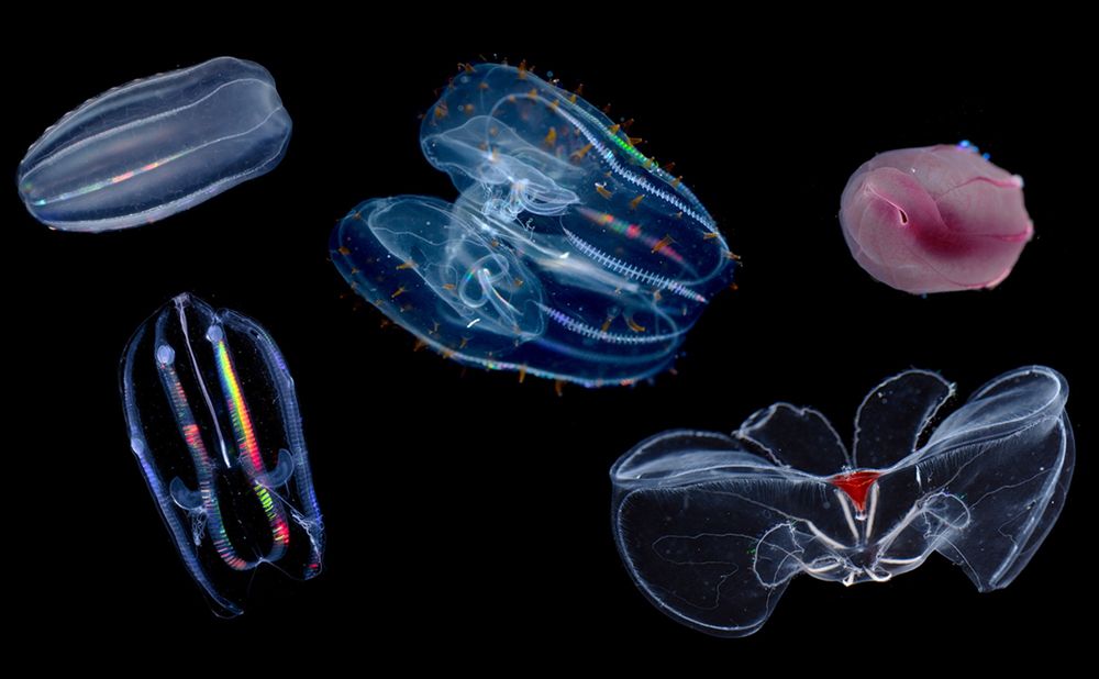 How jellyfish survive pressures that would crush you into oblivion