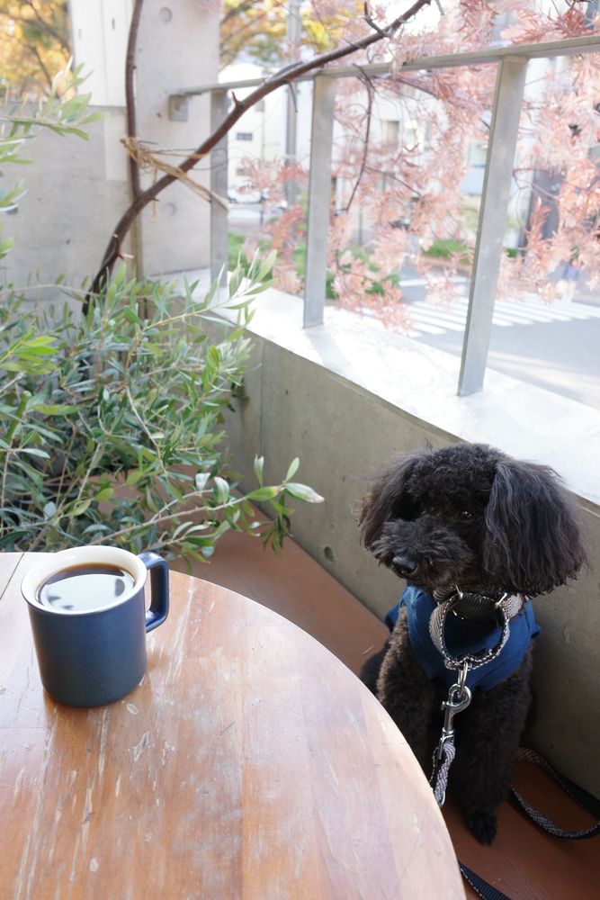 Saku and coffee at cafe