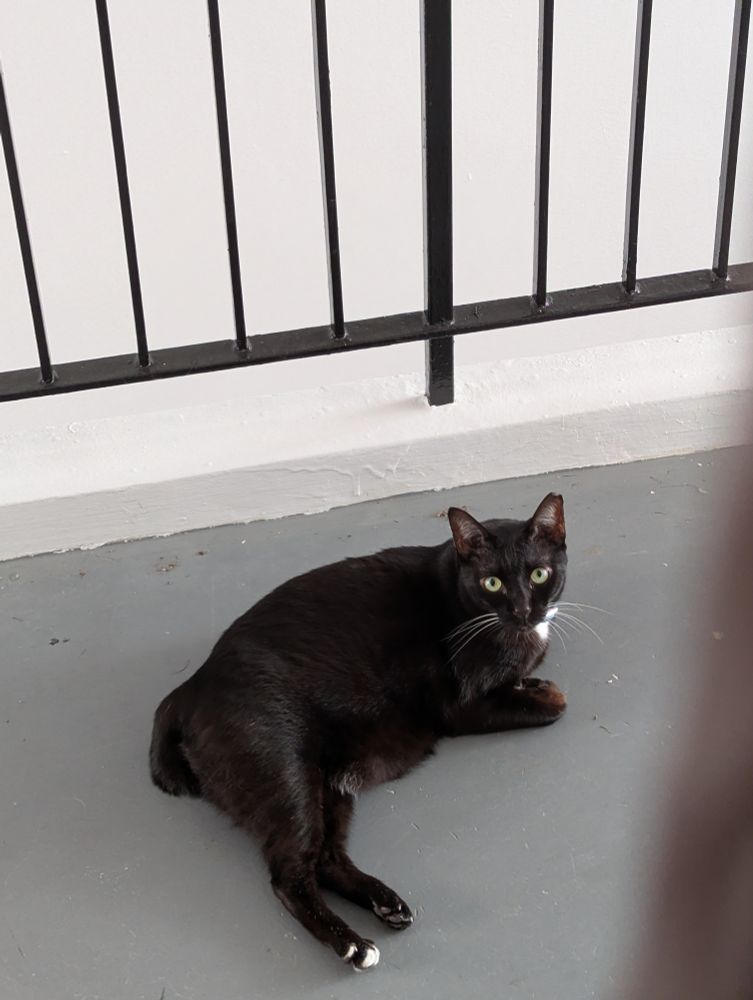 A tuxedo cat looking at photographer with bright yellow eyes.