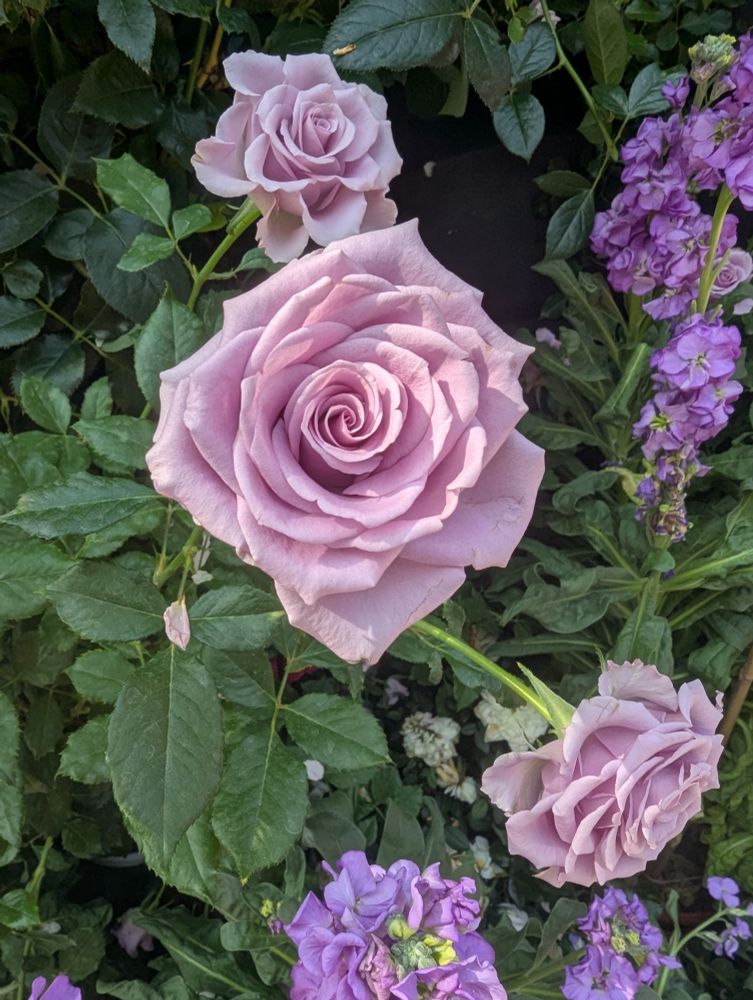 Purple roses in full bloom. 