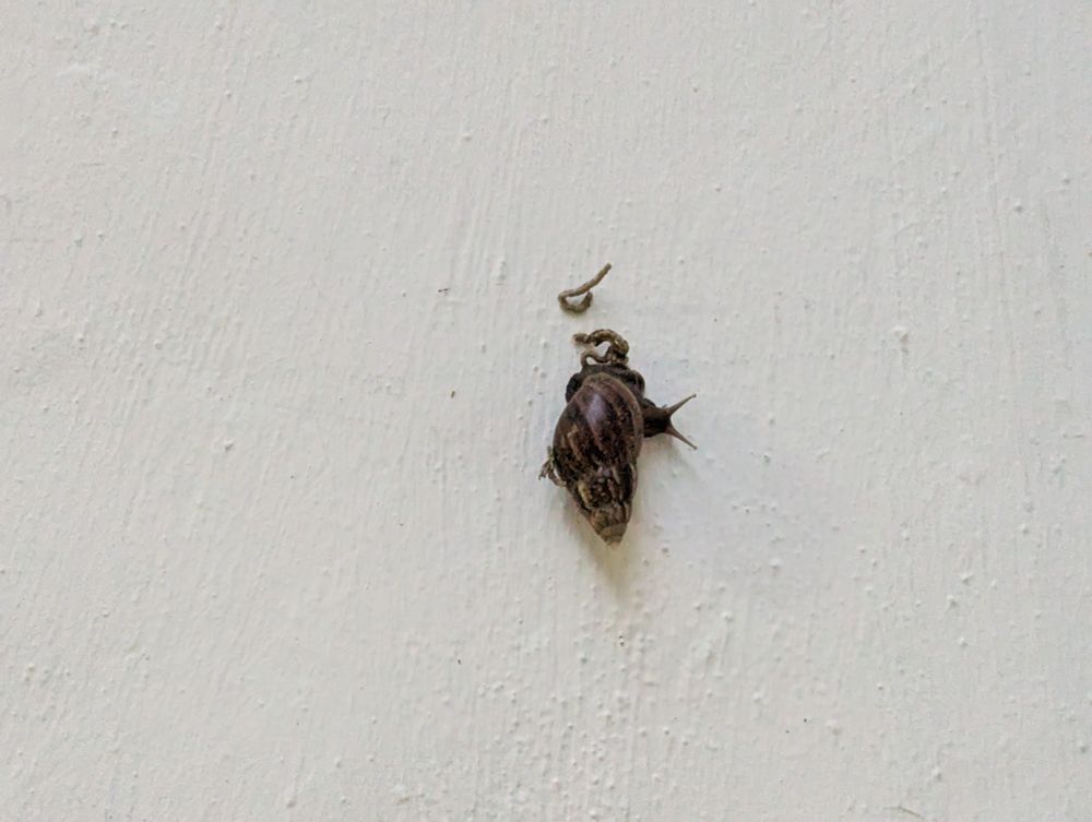 A huge snail on a white wall. 