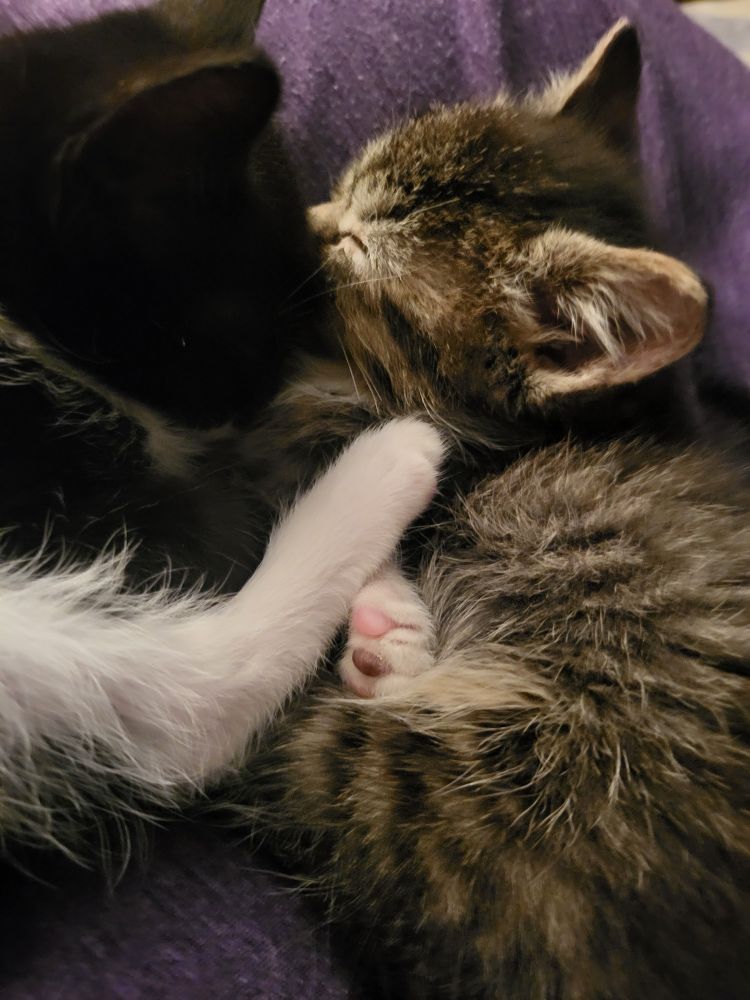 2 small kittens are cuddling and sleeping facing each other. One is black and white and one is a grey tabby. 