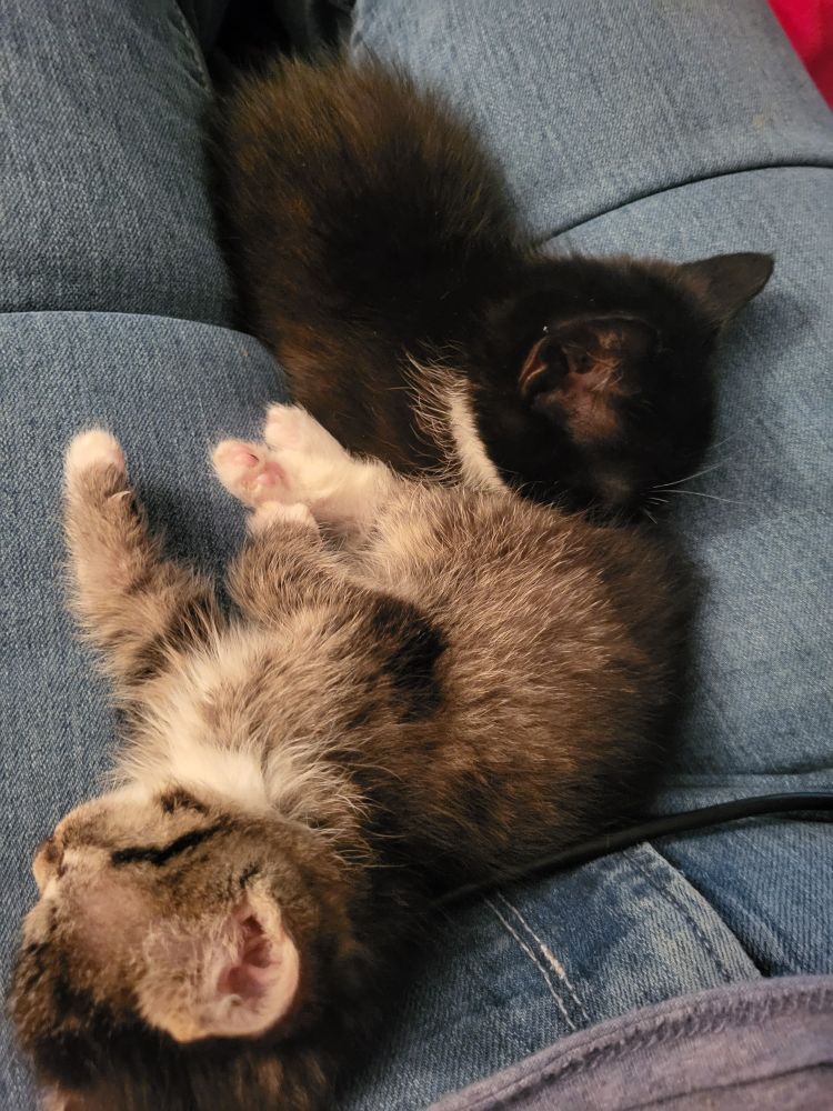 2 kittens are sleeping soundly and awkwardly in a lap wearing jeans.