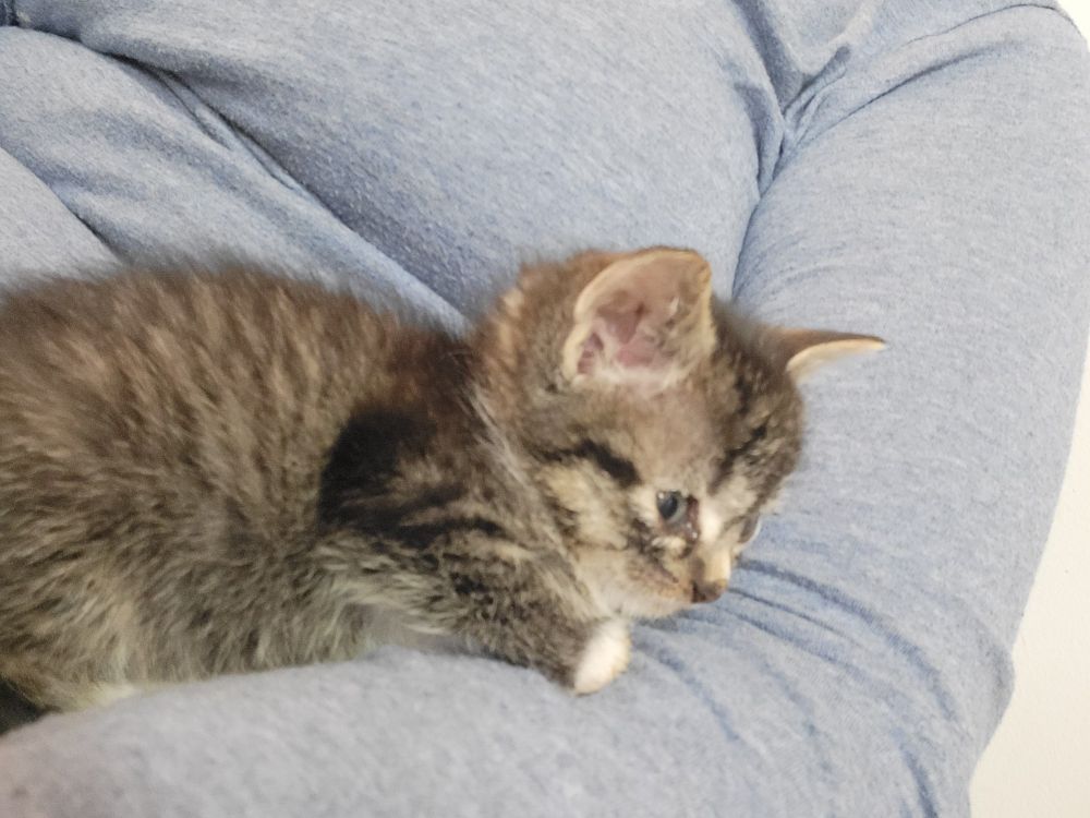 Grey tabby kitten sitting in the crook an arm with a blue shirt on. 