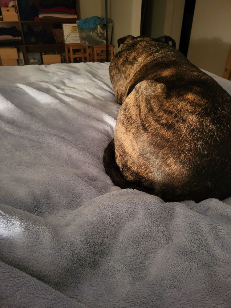 An adult new alaunt dog lays on a light blue blanket.  