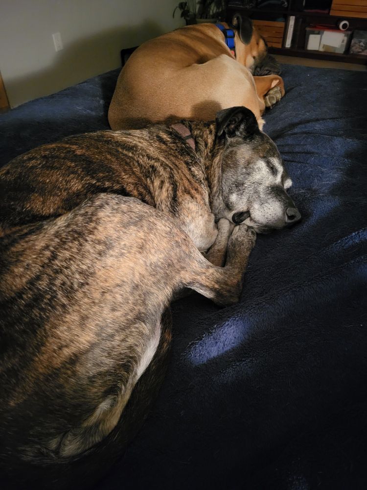 Two 70 lbs dogs lay touching and sleeping on a bed. One is a grey-faced fawn cane corso and one is a brindle new alaunt. 