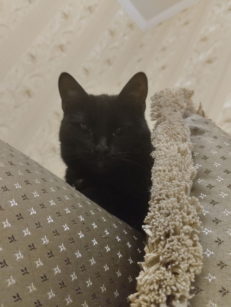 Black cat (only the head and front are visible) sits on a beige sofa near a beige pillow. Background is beige as well