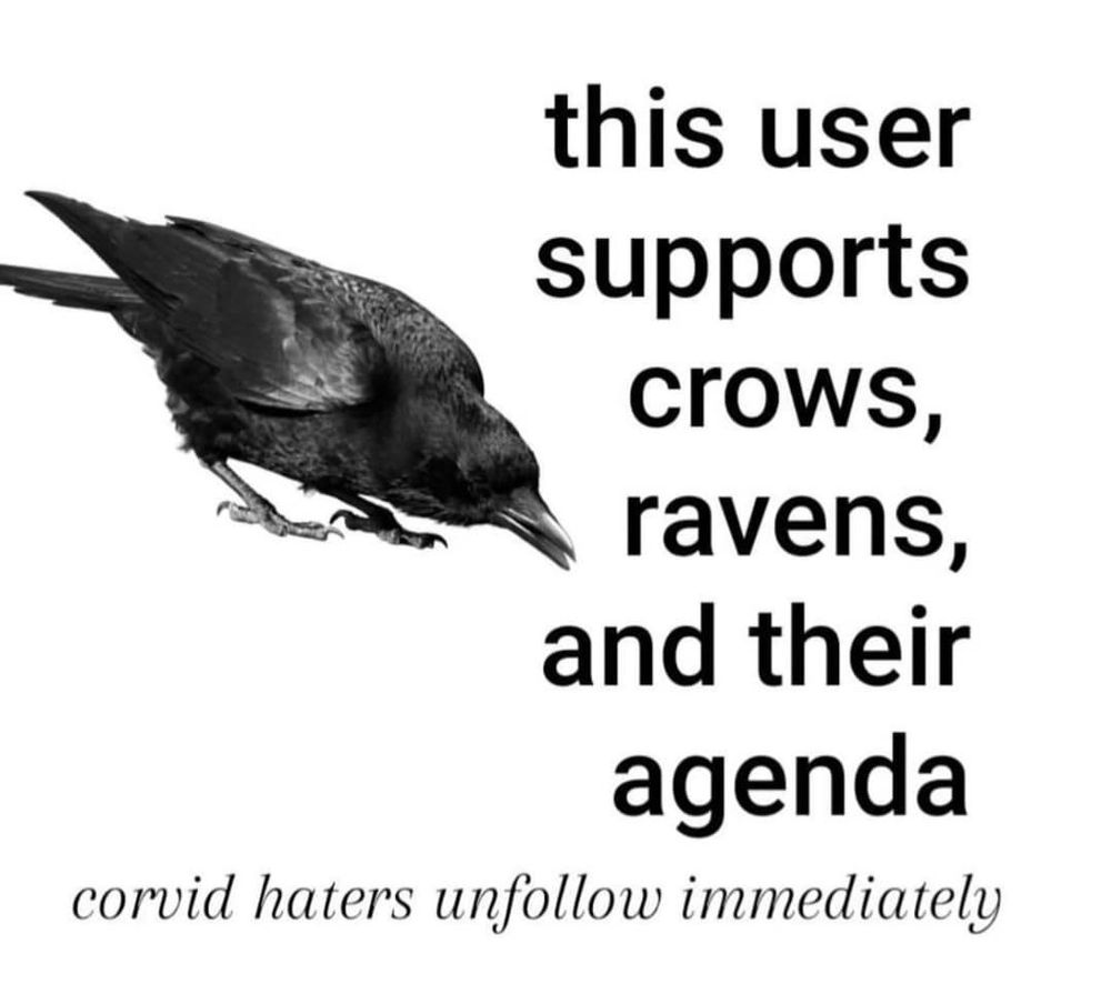 this user
supports
crows
,
ravens,
and their
agenda

corvid haters unfollow immediately


