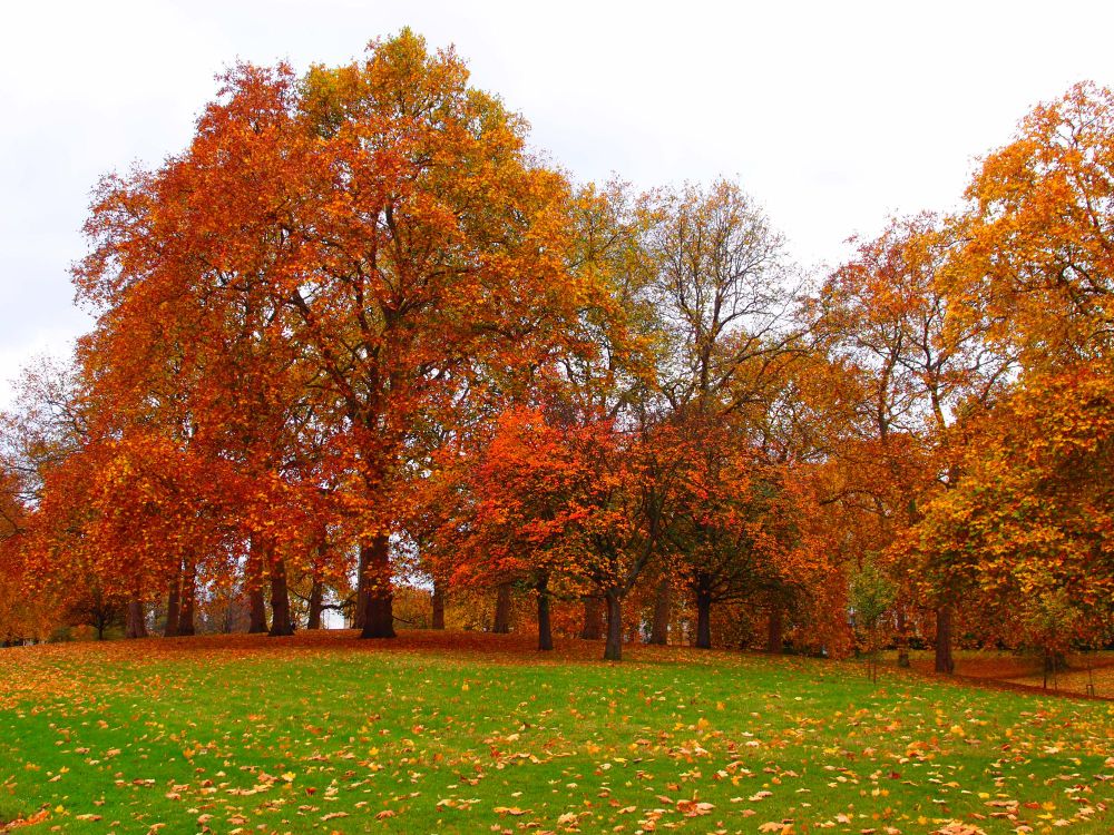 Colourful leaves on trees during autumn in London. These are in shades of yellow, orange and red. 