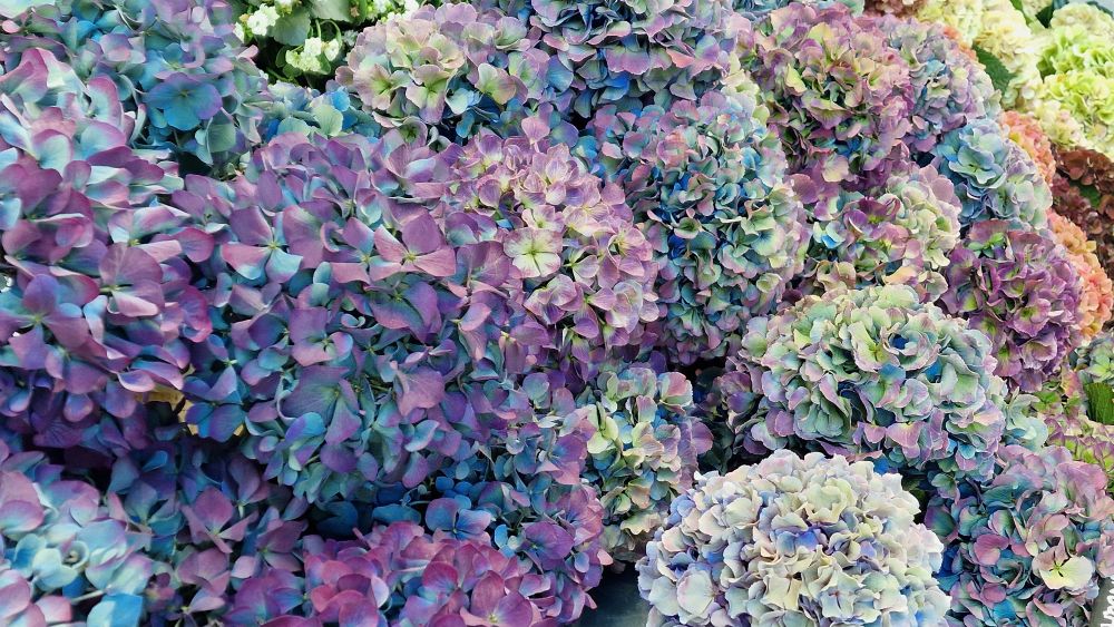 Hydrangea flowers on display at a florist in London. 