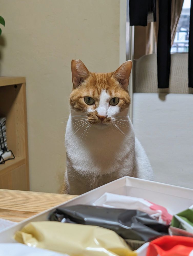 テーブルの上のもみじ饅頭をチェックしにきた険しい表情の茶白猫