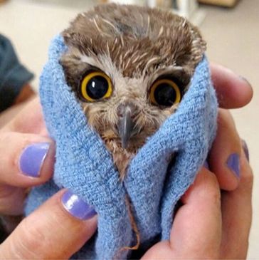 A baby owl in a towell