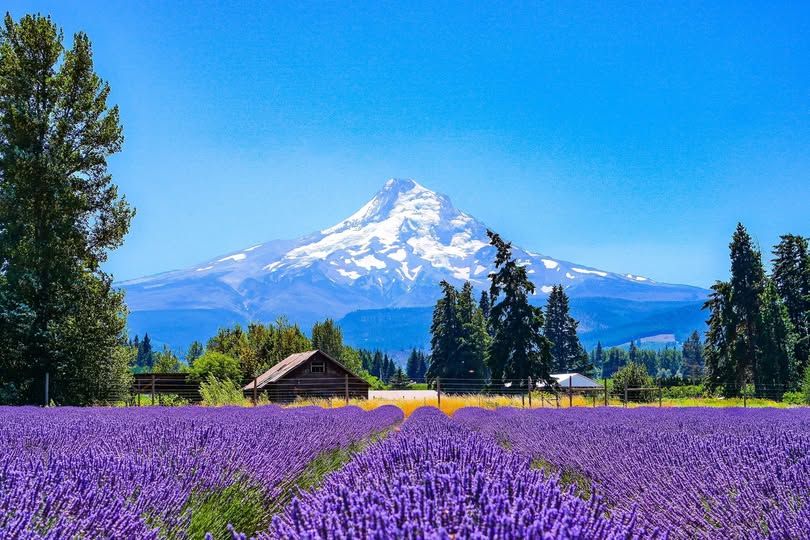 Blooming lavender field with a stunning view of Mount Hood