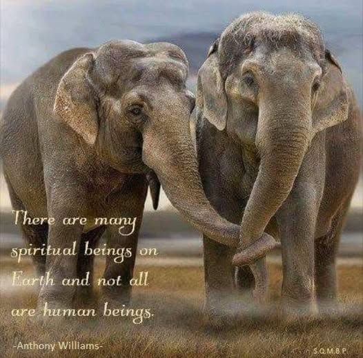 Two elephants holding trunks while standing next to each other.  Caption reads, "There are many spiritual beings on Earth and not all are human beings."
~Anthony Williams