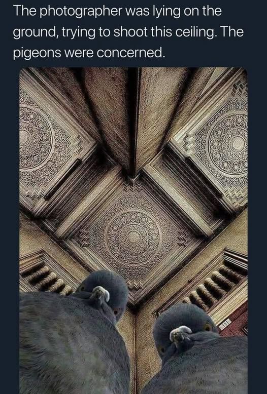 A view of an ornate ceiling and two pigeons looking a the photographer.  Caption reads: The photographer was lying on the ground, trying to shoot this ceiling. The pigeons were concerned.