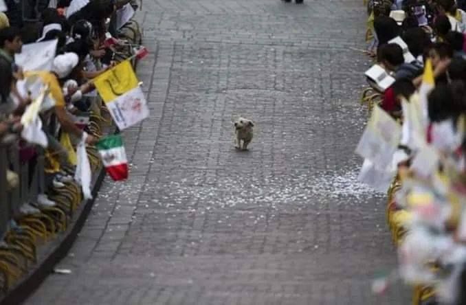 A terrier running happily in front of a parade