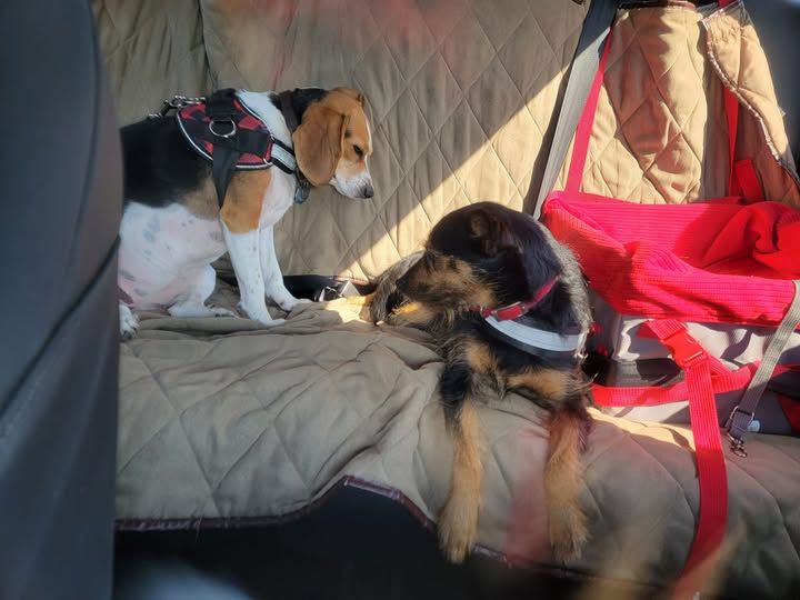A beagle sleeping sitting up leaned against the back of the car seat. A terrier mix is watching her.