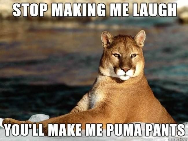 A puma looking at the camera.  The caption reads, "Stop making me laugh, you'll make me puma pants"