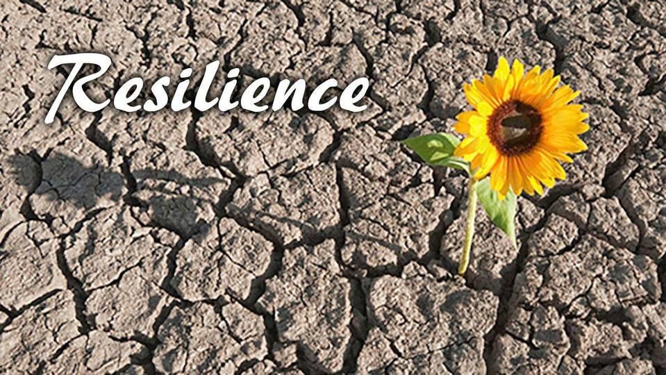 A flower growing through a crack in very dry soil