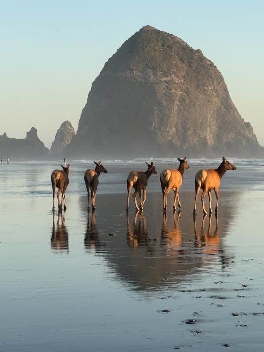 Elk on Cannon Beach, Oregon