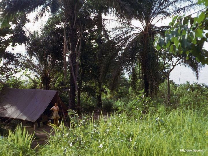 Jane Goodall in Africa