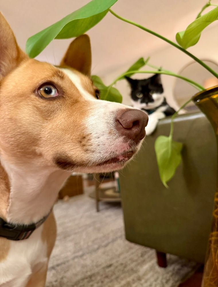 FOMO Freska walking in front of the cats picture. 