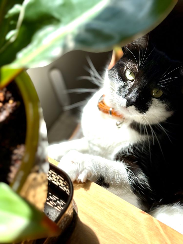 Miller, the black and white tuxedo cat, wearing an orange collar looking up at the camera. 