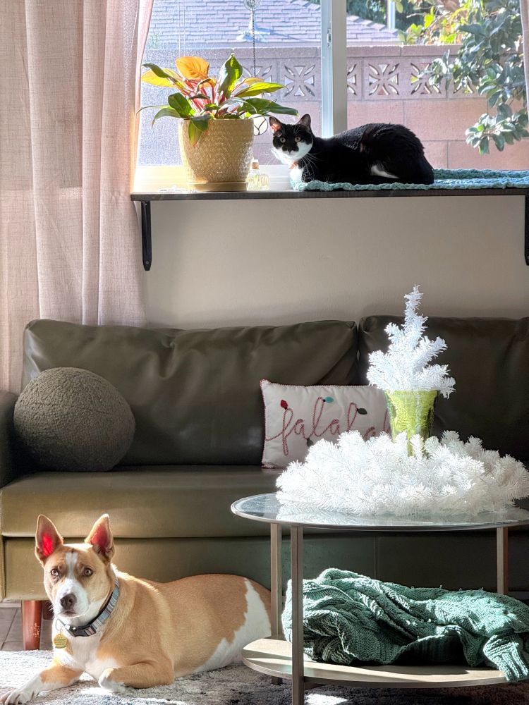 Pictured in a living space with a green couch, a round coffee table with Christmas decor on it - There are two pets: a black-and-white cat lying in the window above the couch, and a brown-and-white Pitsky dog lying on the ground in front of the couch, keeping guard.