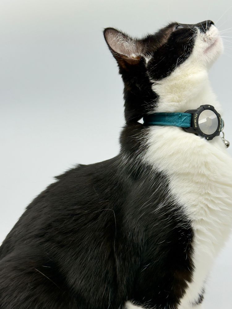 An adorable black and white tuxedo cat with green eyes. 