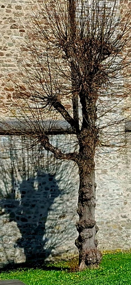 Noch kahler Baum mit seinem Schatten vor einer Kirchenwand