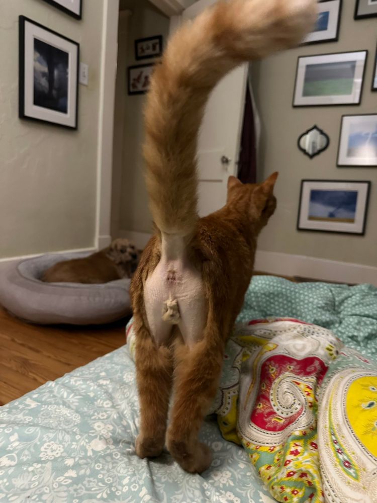 The shaved south end of a ginger cat facing north