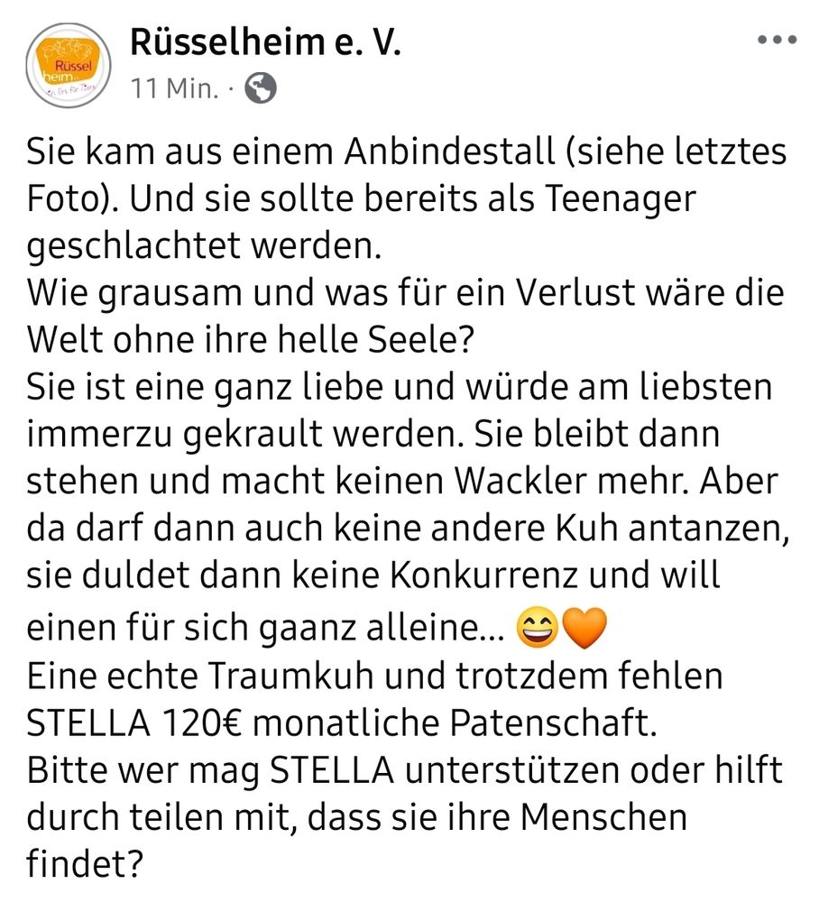 Sie kam aus einem Anbindestall. Und sie sollte bereits als Teenager geschlachtet werden. 
Wie grausam und was für ein Verlust wäre die Welt ohne ihre helle Seele?
Sie ist eine ganz Liebe und würde am liebsten immerzu gekrault werden. Sie bleibt dann stehen und macht keinen Wackler mehr. Aber da darf dann auch keine andere Kuh antanzen, sie duldet dann keine Konkurrenz und will einen für sich gaanz alleine... 😄🧡
Eine echte Traumkuh und trotzdem fehlen STELLA 120€ monatliche Patenschaft. 
Bitte wer mag STELLA unterstützen oder hilft durch teilen mit, dass sie ihre Menschen findet?
