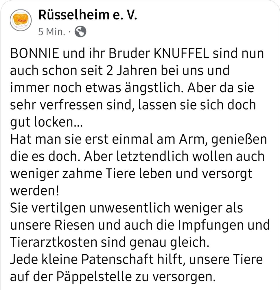 BONNIE und ihr Bruder KNUFFEL sind nun auch schon seit 2 Jahren bei uns und immer noch etwas ängstlich. Aber da sie sehr verfressen sind, lassen sie sich doch gut locken…
Hat man sie erst einmal am Arm, genießen die es doch. Aber letztendlich wollen auch weniger zahme Tiere leben und versorgt werden! 
Sie vertilgen unwesentlich weniger als unsere Riesen und auch die Impfungen und Tierarztkosten sind genau gleich.
Jede kleine Patenschaft hilft, unsere Tiere auf der Päppelstelle zu versorgen. 